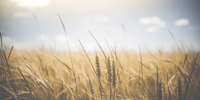 Çiftçi Kredisi Veren Bankalar Çiftçi Kredisi Veren Bankalar