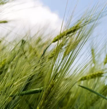 borsada-emtia-nasil-alinir-jpg