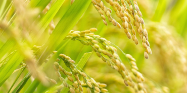 Türkiye'nin En İyi 5 Forex Şirketİ